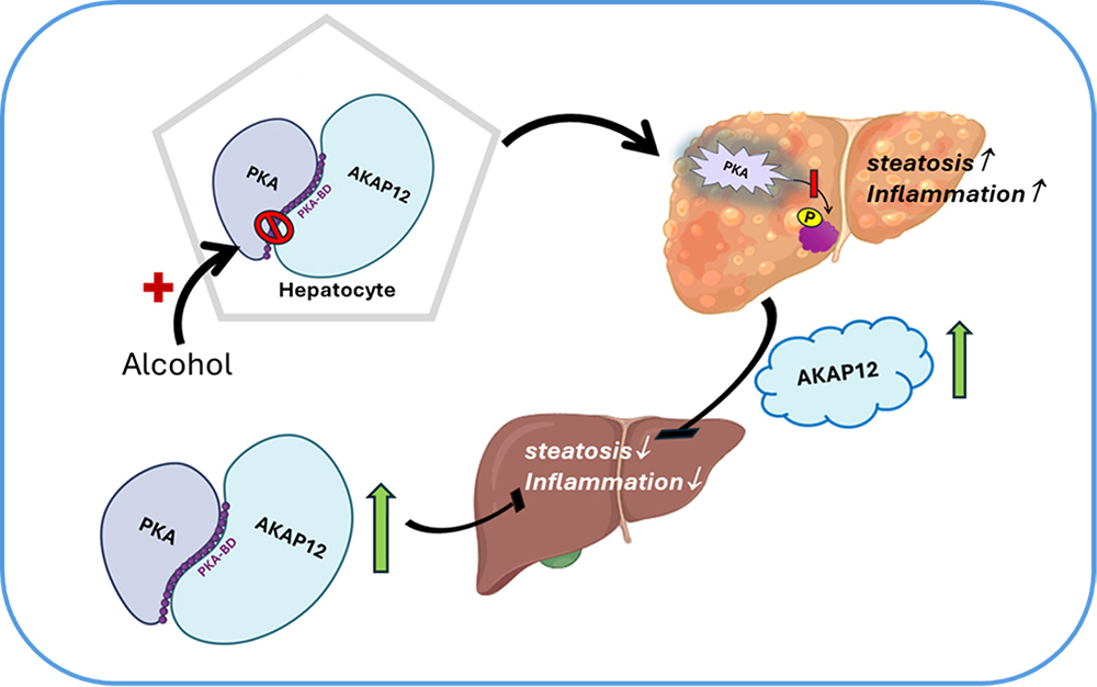 AKAP scaffolding functions in alcohol-associated liver disease.