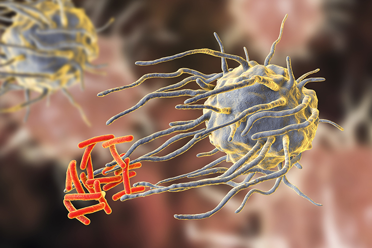 Macrophage engulfing tuberculosis bacteria